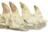 Mosasaur Jaw Section with Nine Teeth - Morocco #189999-4